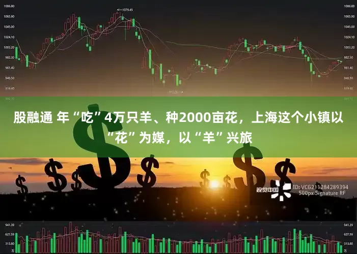 股融通 年“吃”4万只羊、种2000亩花，上海这个小镇以“花”为媒，以“羊”兴旅